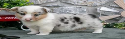 Welsh Corgi Pembroke dogs for sale: Indy - Ad 1