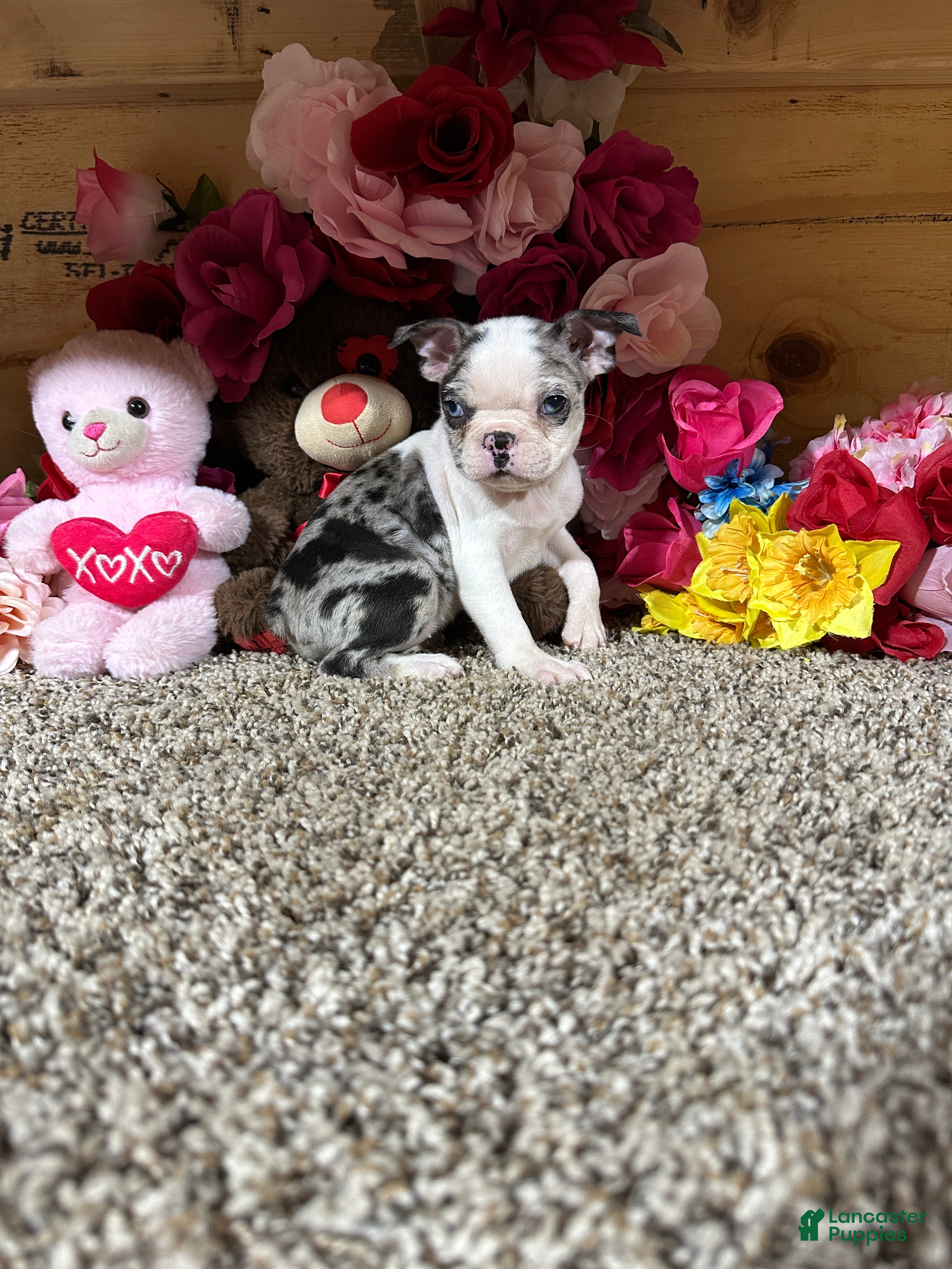 Boston Terrier dogs Boston Terrier 5 - Ad 2