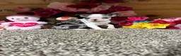 Boston Terrier dogs for sale: Boston Terrier 5 - Ad 2