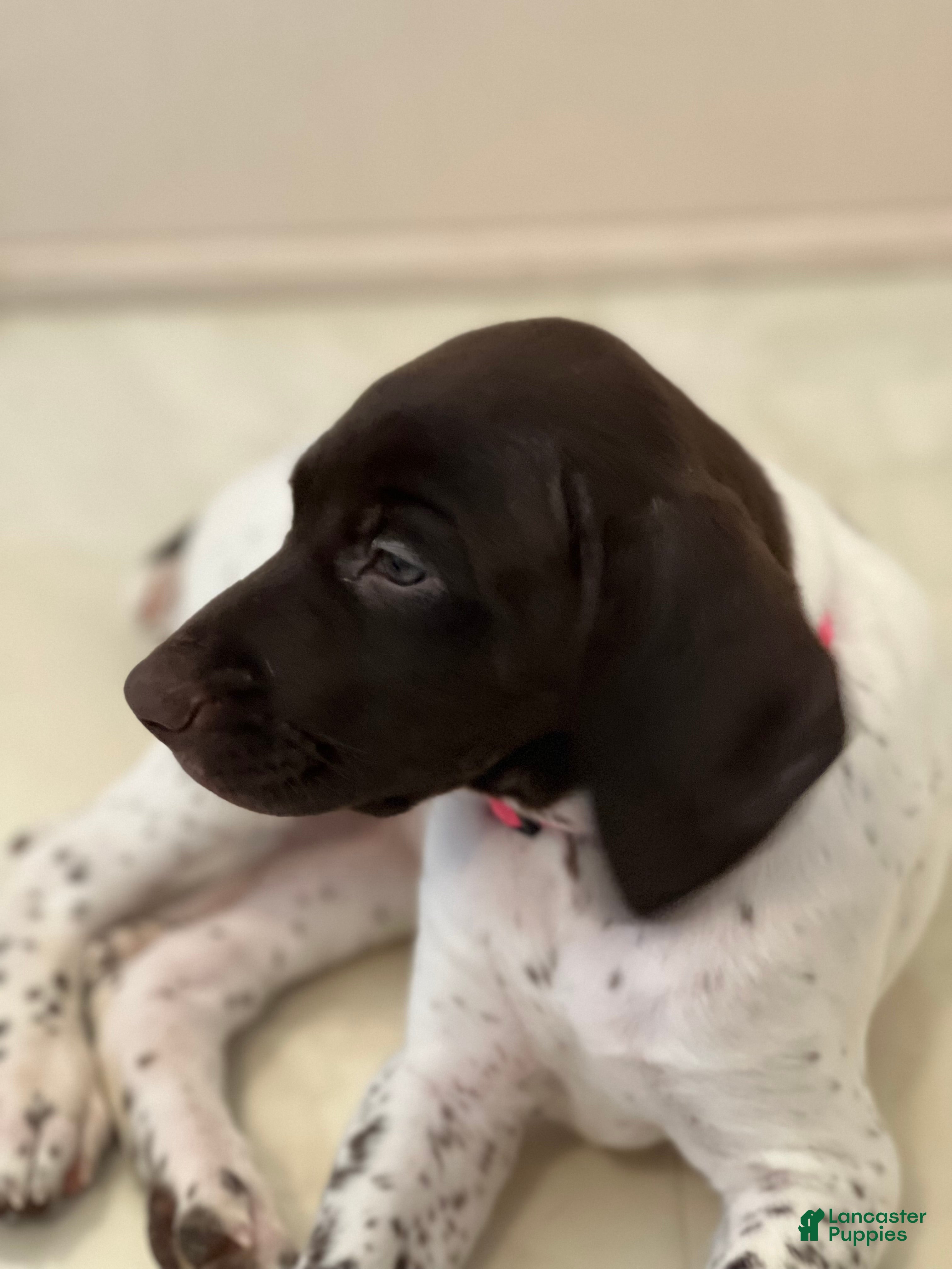 German Shorthaired Pointer dogs German Shorthaired Pointer Puppy 2 - Ad 1