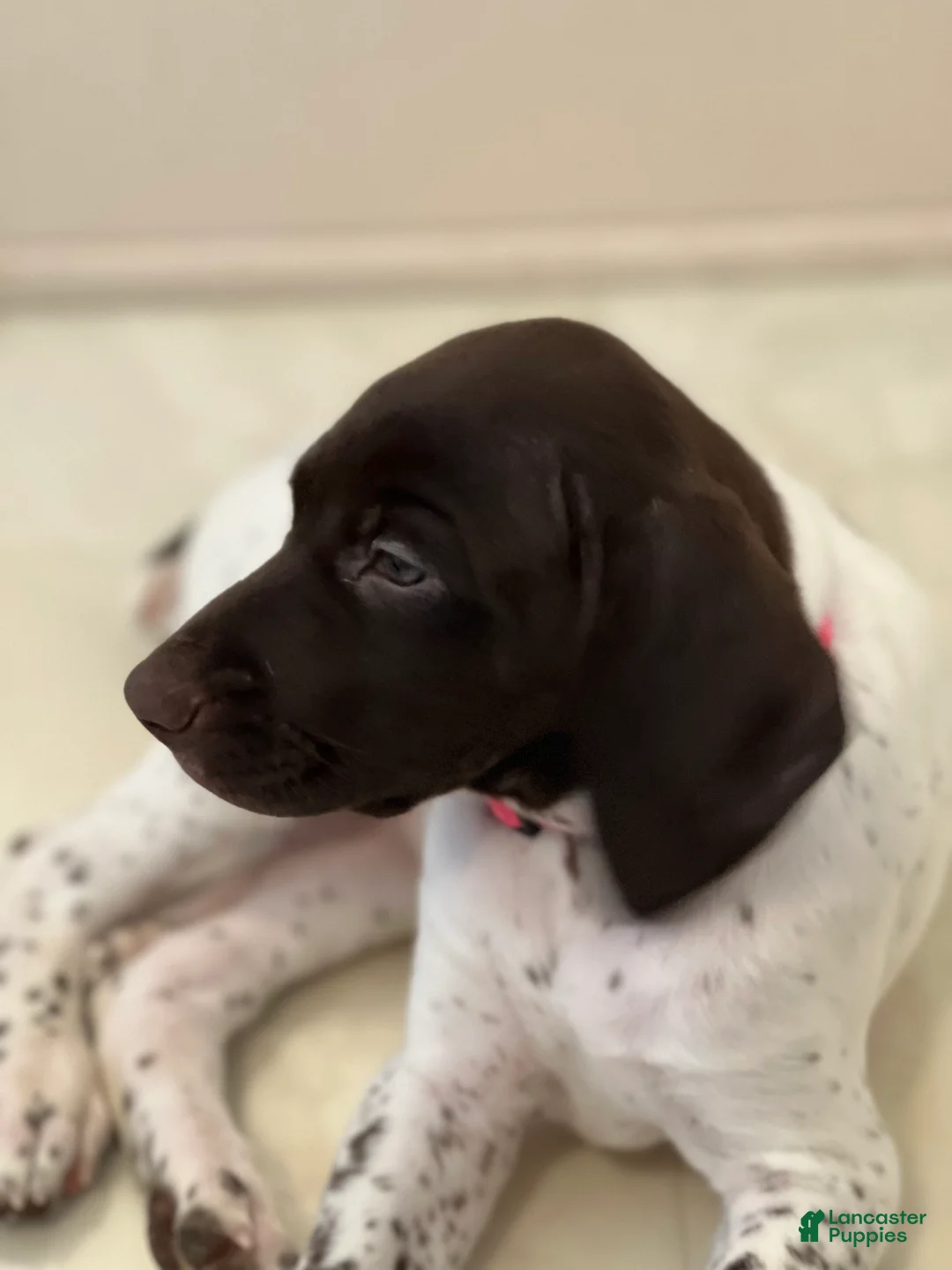 German Shorthaired Pointer dogs for sale: German Shorthaired Pointer Puppy 2 - Ad 1