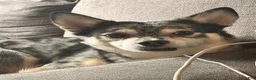 Mixed Breed dogs for sale: Mixed Breed 1 - Ad 2