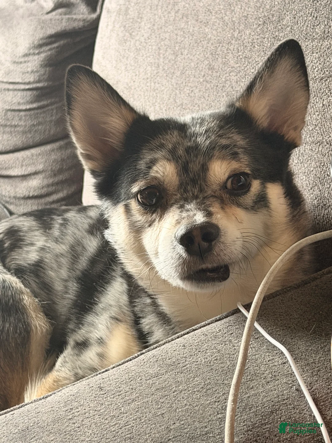 Mixed Breed dogs for sale: Mixed Breed 1 - Ad 2