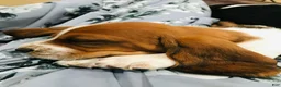 Basset Hound dogs for sale: Gus - Ad 2
