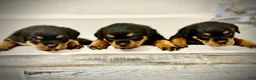 Rottweiler dogs for sale: Rottweiler 2 - Ad 4