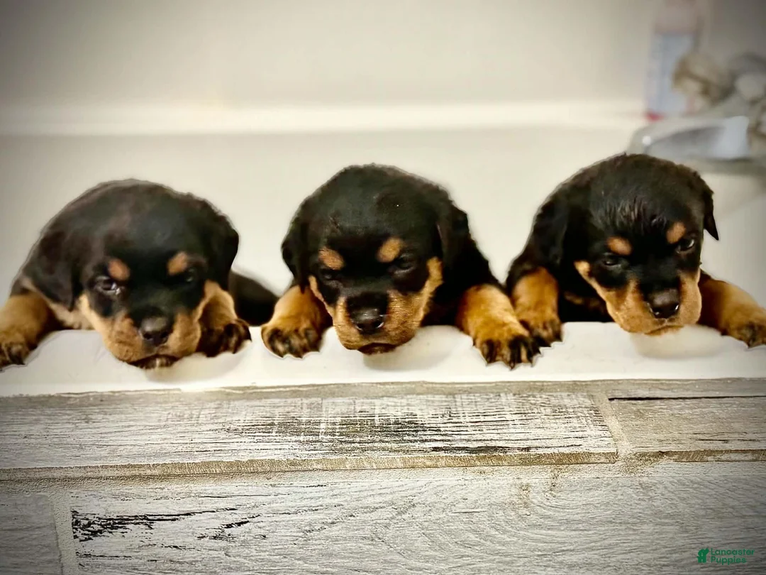 Rottweiler dogs for sale: Rottweiler 2 - Ad 4