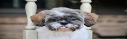 Shih Tzu dogs for sale: Snickers (Neutered) - Ad 1