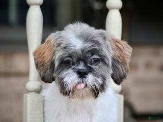 Shih Tzu dogs Snickers (Neutered) - Ad 7