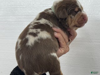 Catahoula Leopard Dog dogs - Ad 24