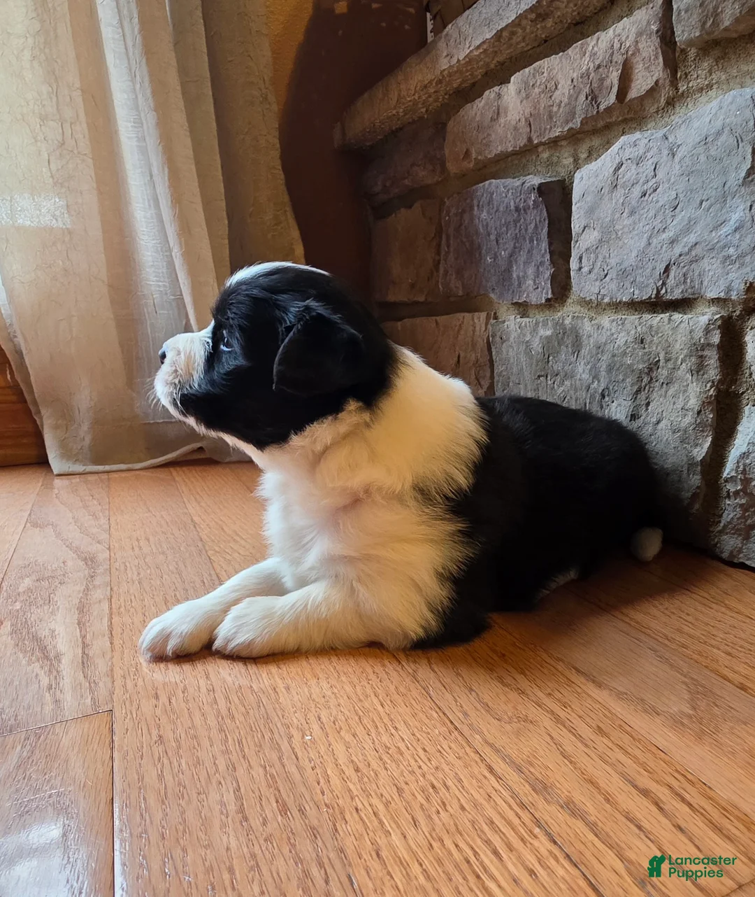 Border Collie dogs for sale: Border Collie Puppy 3 pending - Ad 1