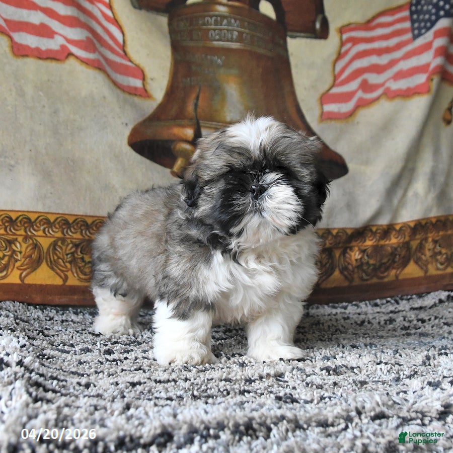 Shih Tzu dogs Muffin - Ad 1