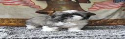 Shih Tzu dogs for sale: Muffin - Ad 1