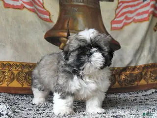 Shih Tzu dogs for sale: Muffin - Ad 2