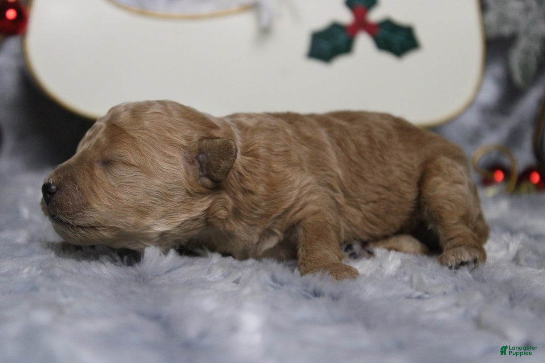 Toy Poodle dogs for sale: Garnet  - Ad 4