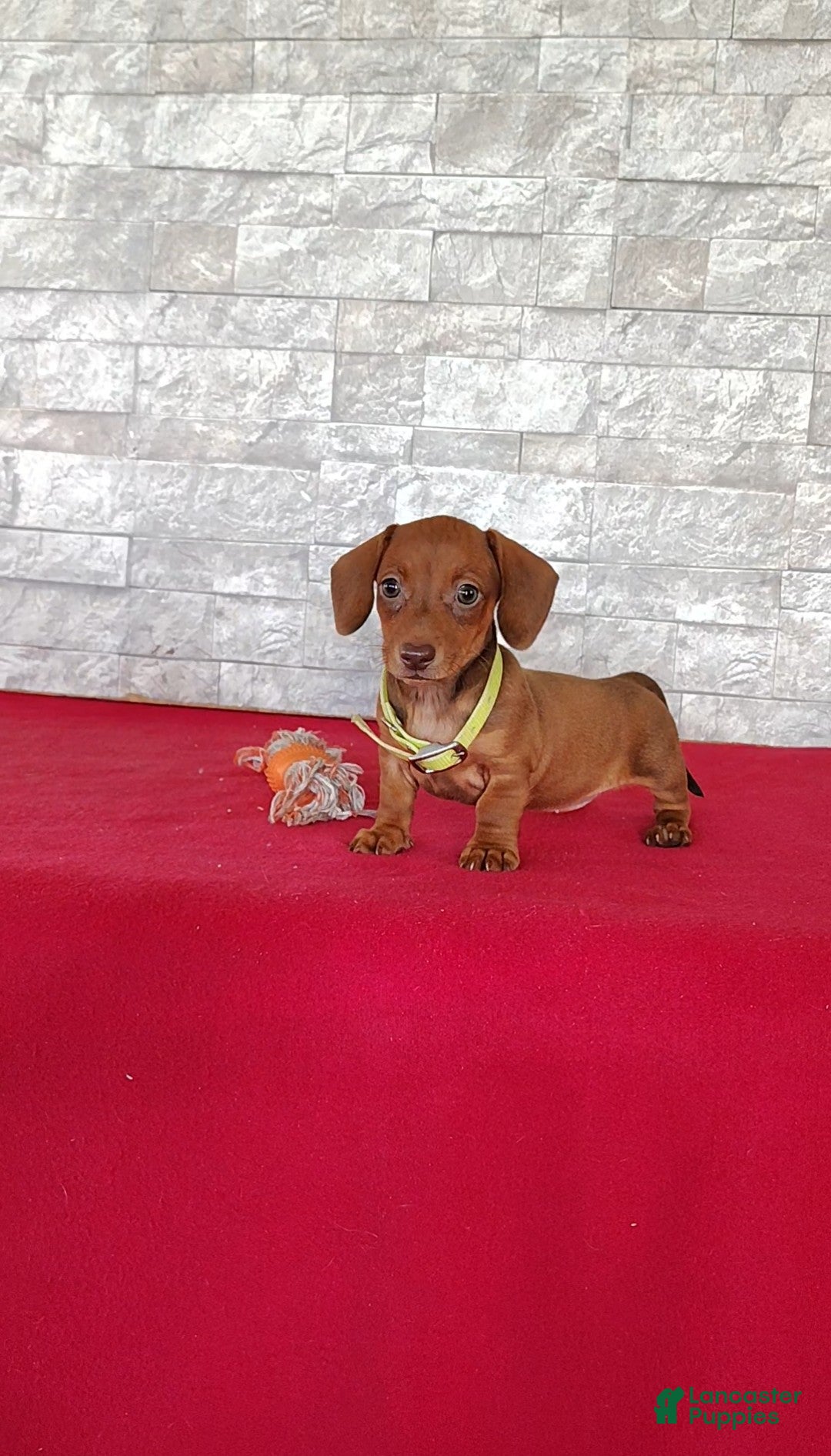 Miniature Dachshund dogs Sally - Ad 1