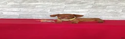Miniature Dachshund dogs for sale: Sally - Ad 1