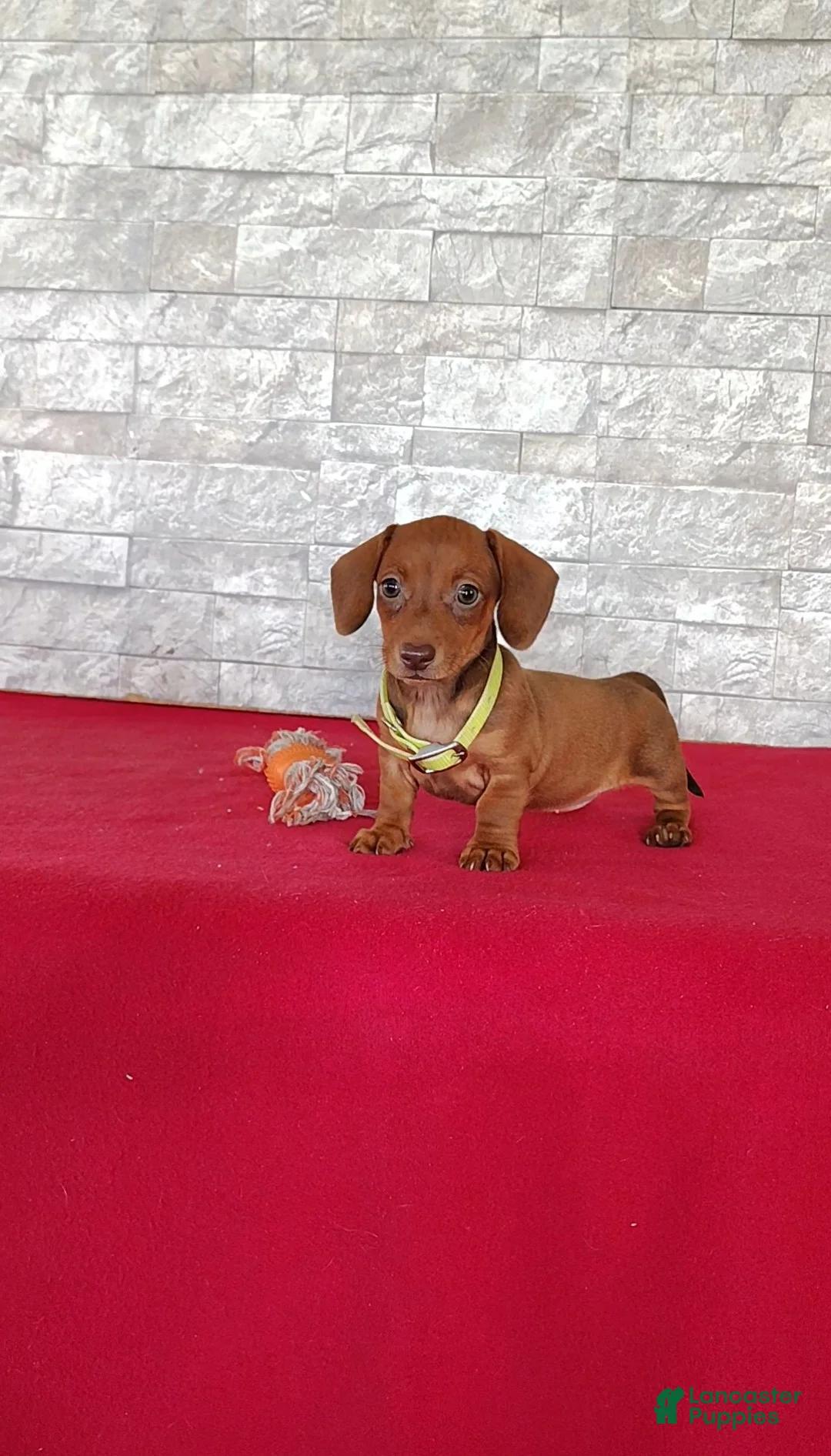 Miniature Dachshund dogs for sale: Sally - Ad 1