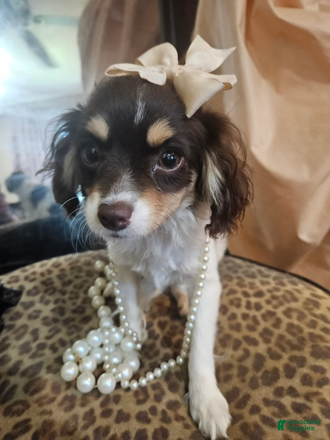 Cavapoo dogs for sale: Cavapoo Puppy 1 - Ad 37