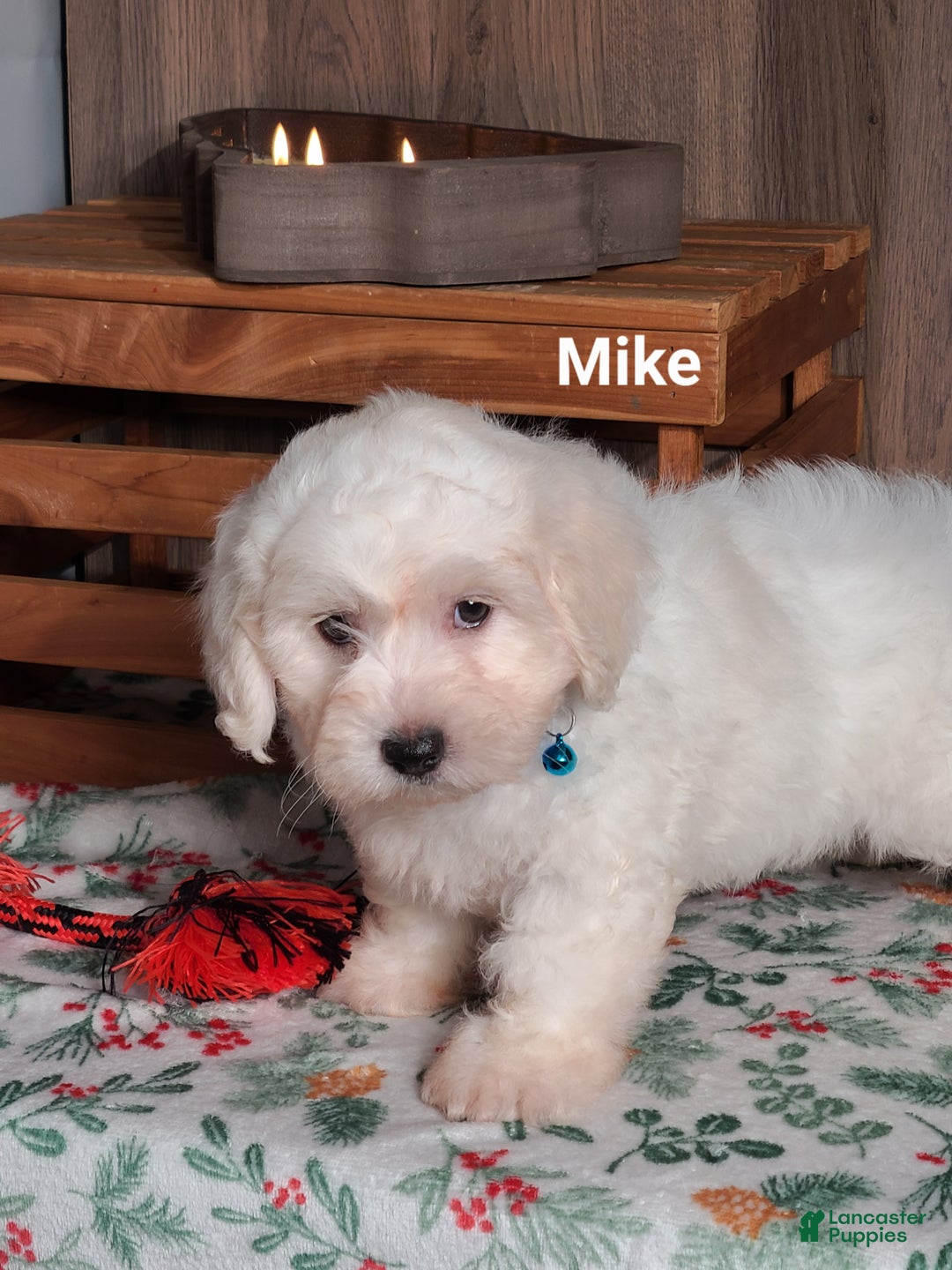 Teddy Bear dogs for sale: Mike  - Ad 3
