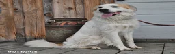 Mixed Breed dogs for sale: Samuel - Ad 8