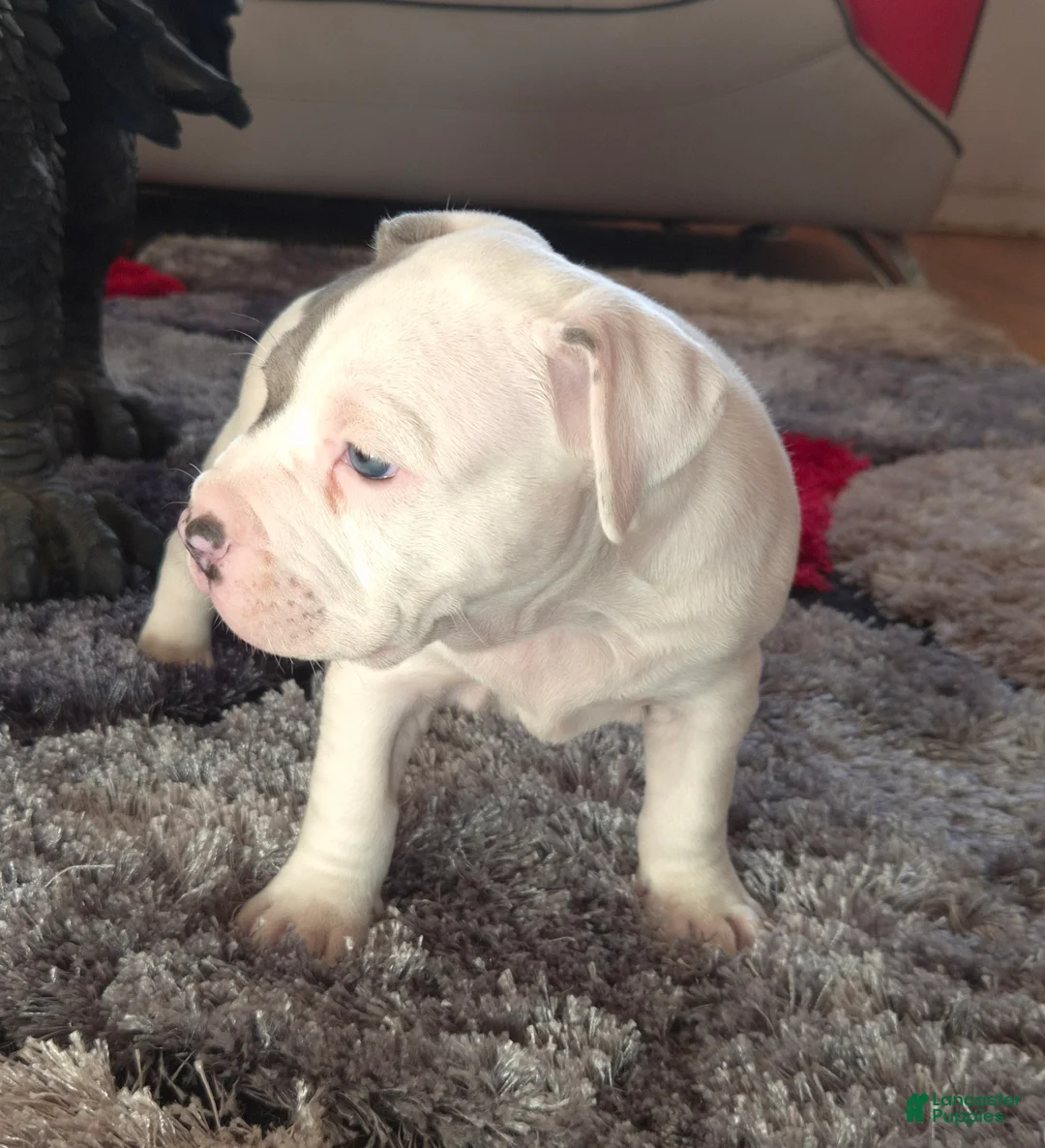 Mixed Breed dogs for sale: "WOLVERINE" WHITE MERLE - Ad 20