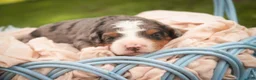 Bernedoodle dogs for sale: Everest Miniature Bernedoodle  - Ad 9