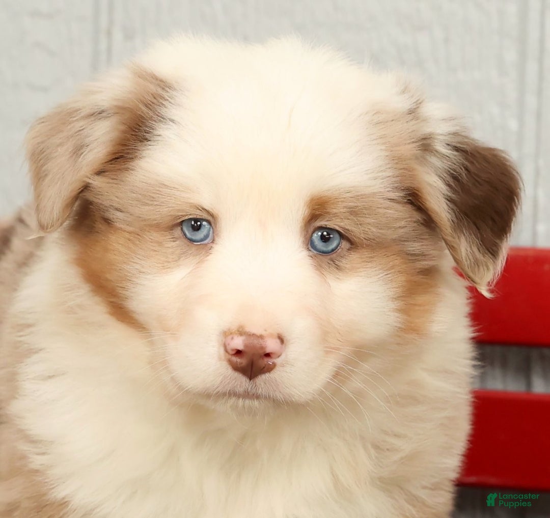 Australian Shepherd dogs for sale: Earl - Ad 9