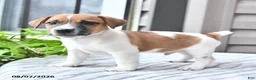 Jack Russell Terrier dogs for sale: Cookie - Ad 3