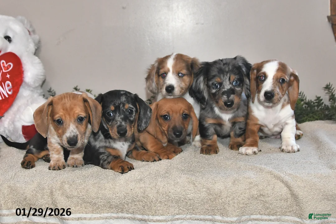 Miniature Dachshund dogs for sale: Gilbert - Ad 5