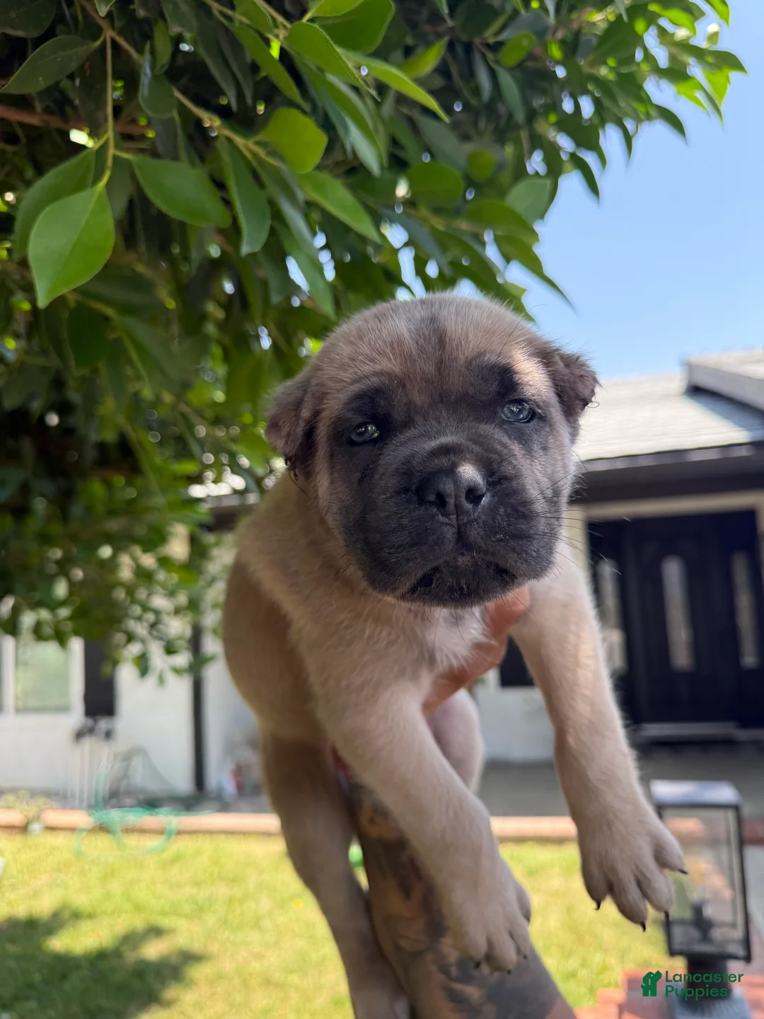 Cane Corso dogs for sale: Puppy 3 - Ad 2