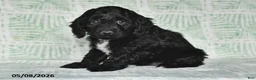 Cockapoo dogs for sale: Milo - Ad 3