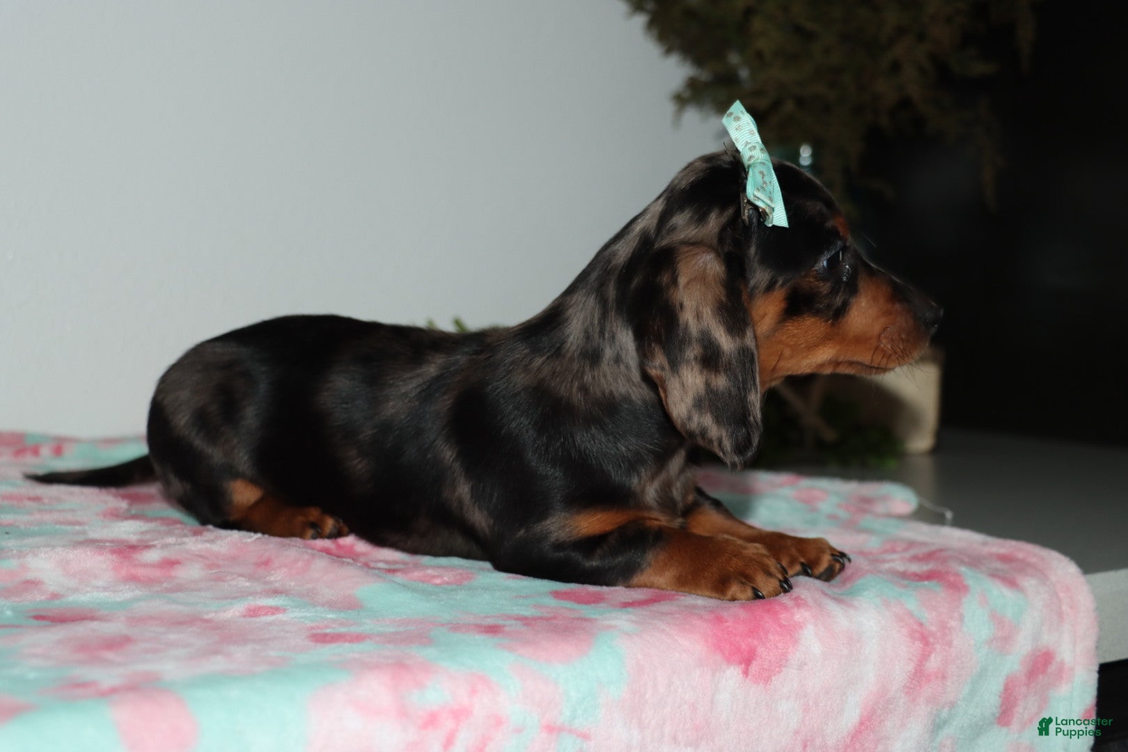 Miniature Dachshund dogs Mandie - Ad 2