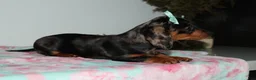 Miniature Dachshund dogs for sale: Mandie - Ad 2