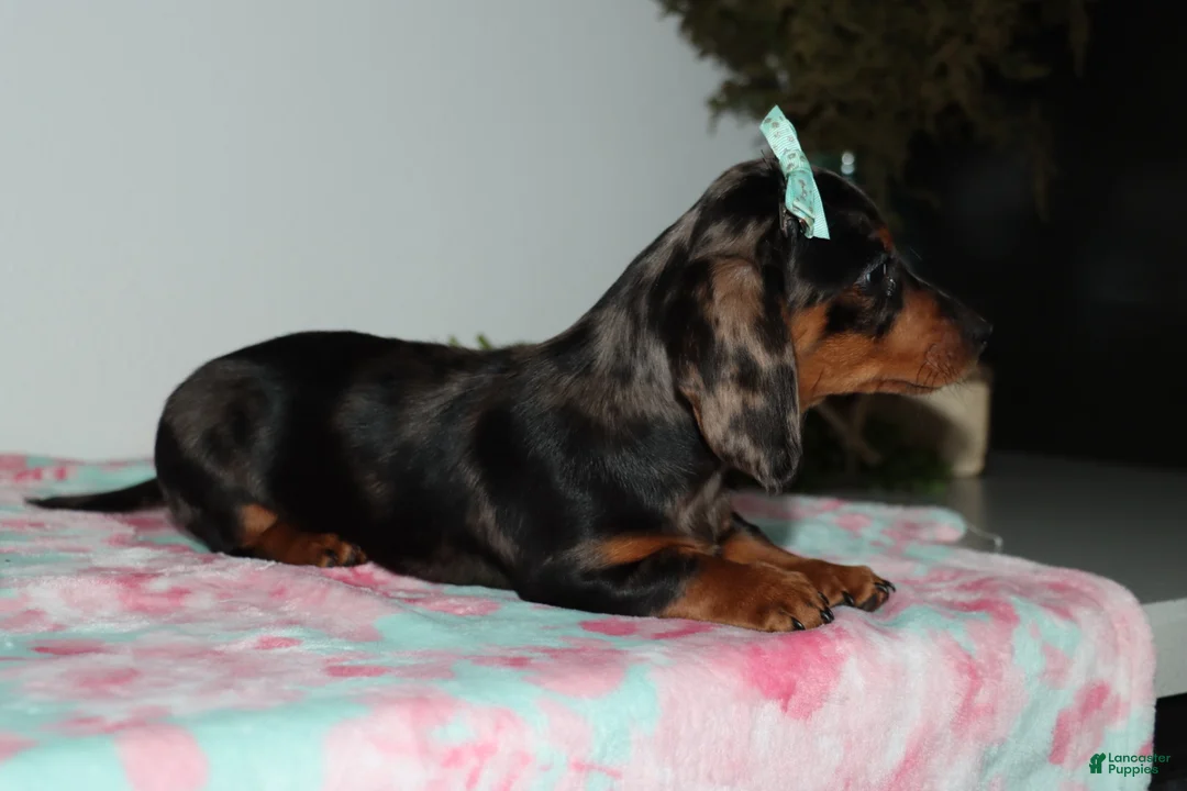 Miniature Dachshund dogs for sale: Mandie - Ad 2
