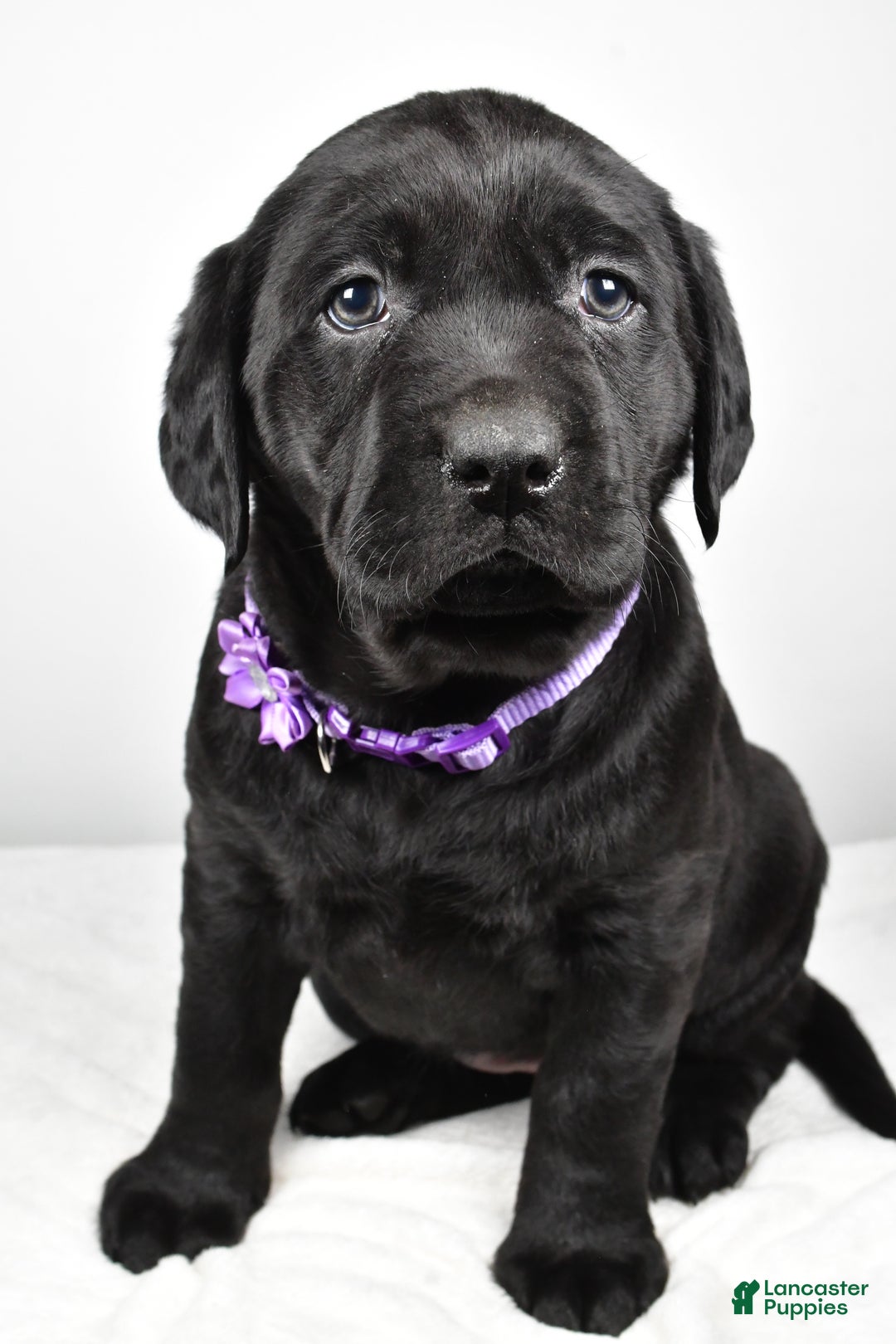 Labrador Retriever dogs for sale: Nicole - Ad 8