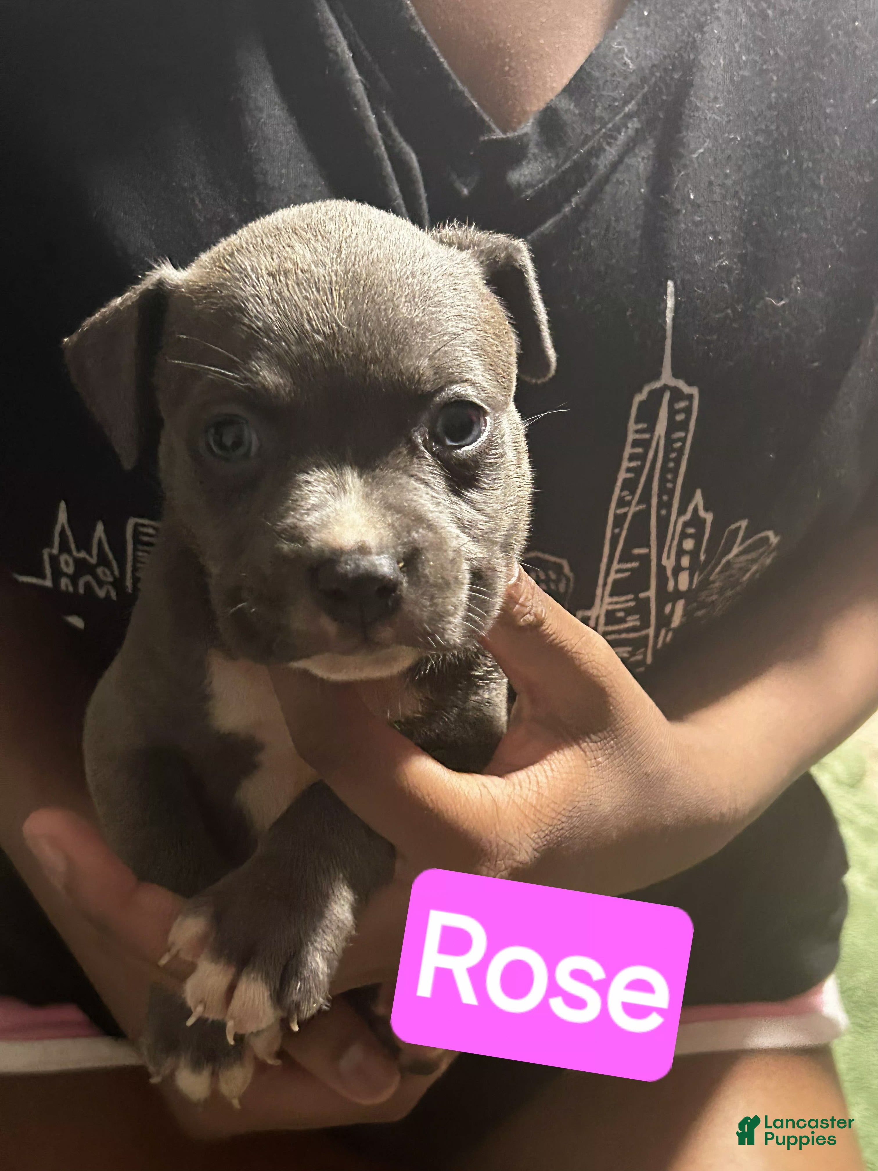 American Bully dogs Rose - Ad 19