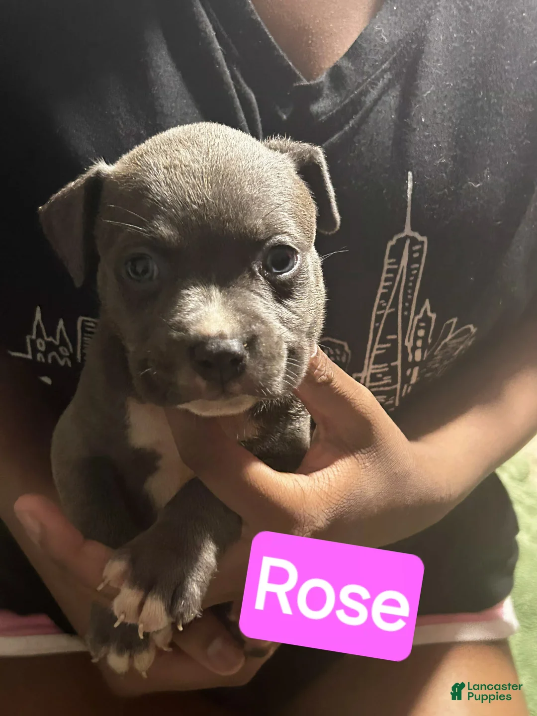 American Bully dogs for sale: Rose - Ad 1