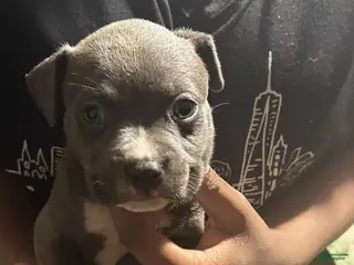 American Bully dogs Rose - Ad 15