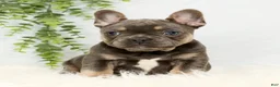 Frenchton dogs for sale: Courtney - Ad 2