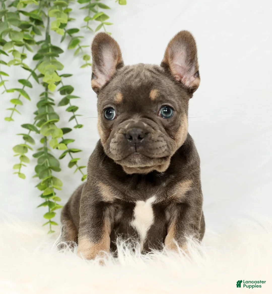Frenchton dogs for sale: Courtney - Ad 2
