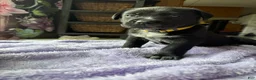 Mixed Breed dogs for sale: Blackberry - Ad 9