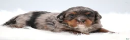 Mini Bernedoodle dogs for sale: Candy  - Ad 9