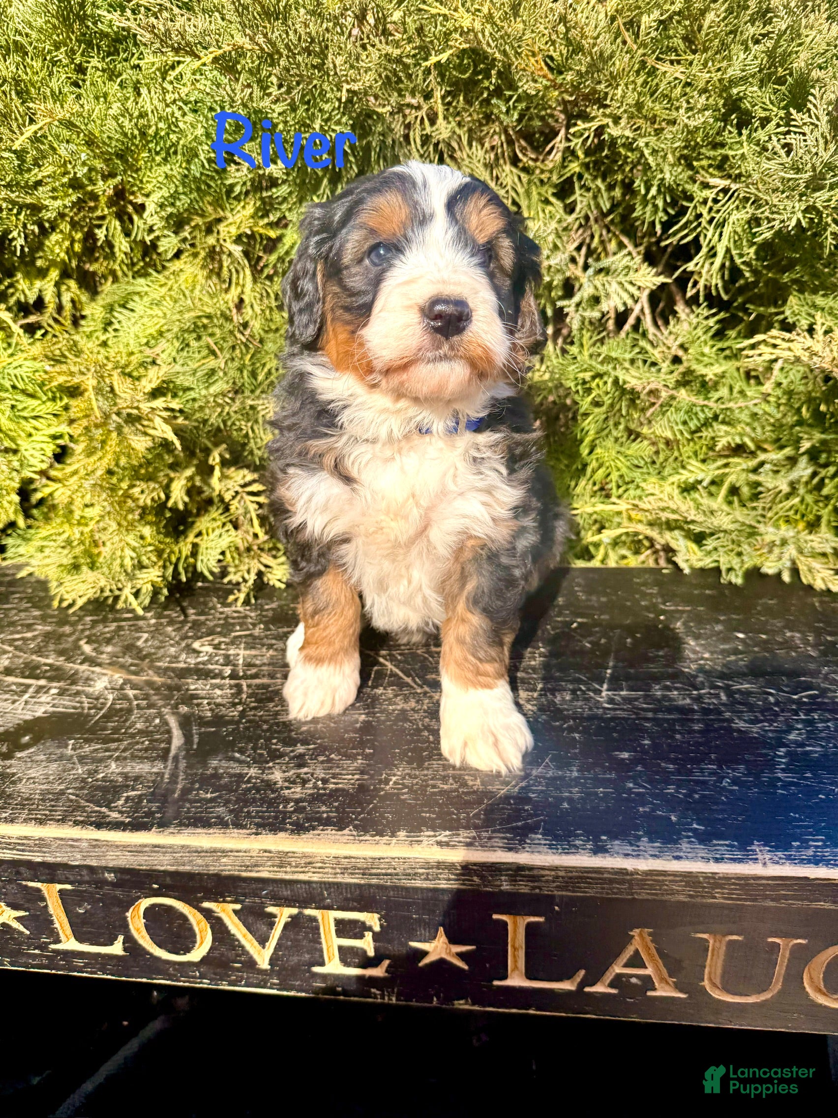 Bernedoodle dogs River - Ad 1