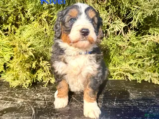 Bernedoodle dogs for sale: River - Ad 4