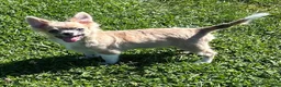 Chihuahua dogs for sale: Chihuahua 1 - Ad 5
