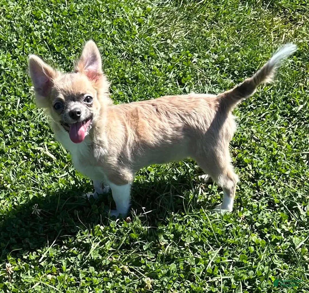 Chihuahua dogs for sale: Chihuahua 1 - Ad 5