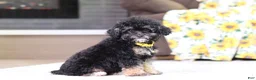Miniature Poodle dogs for sale: Axel - Ad 4