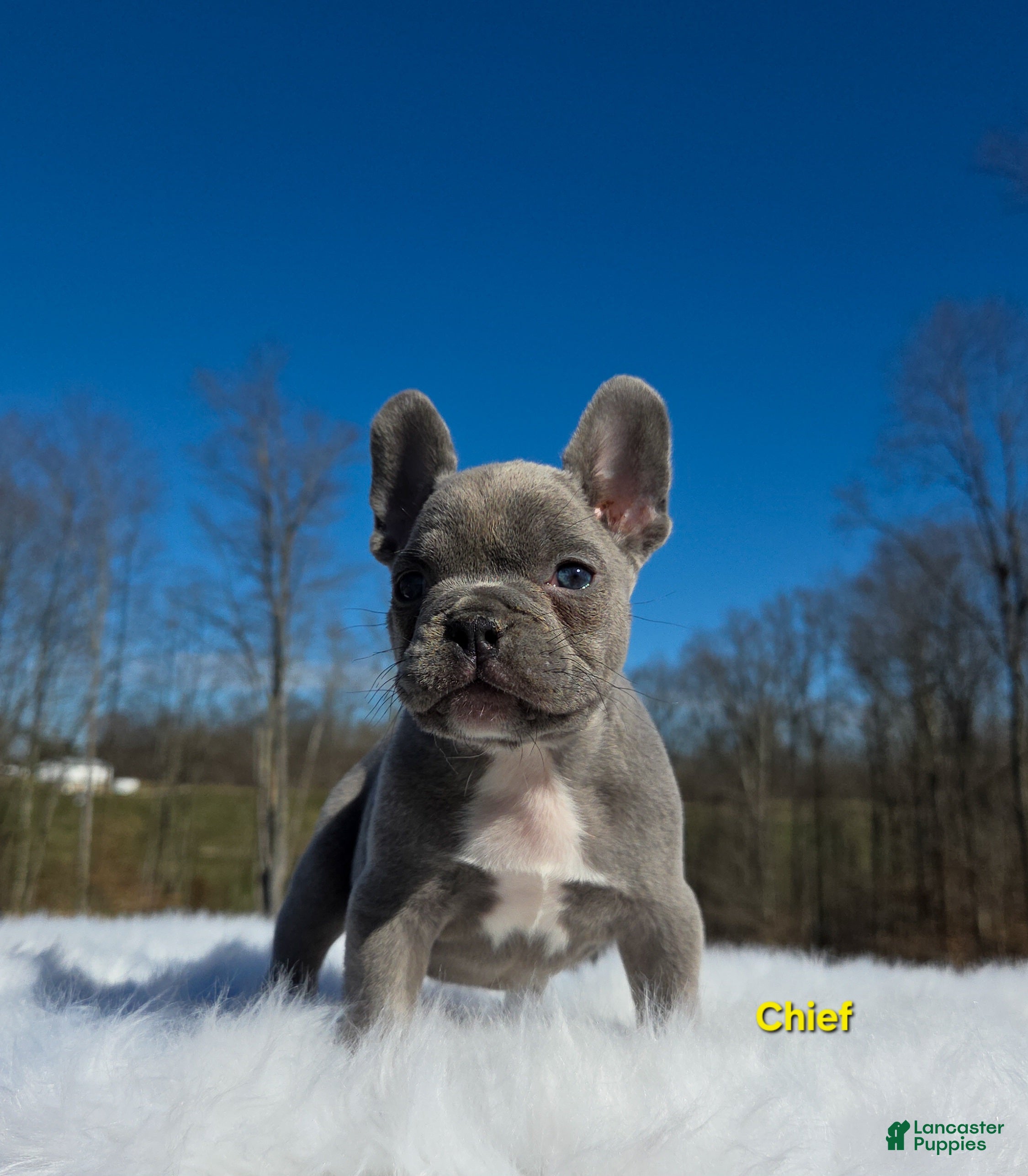 French Bulldog dogs Chief  - Ad 2