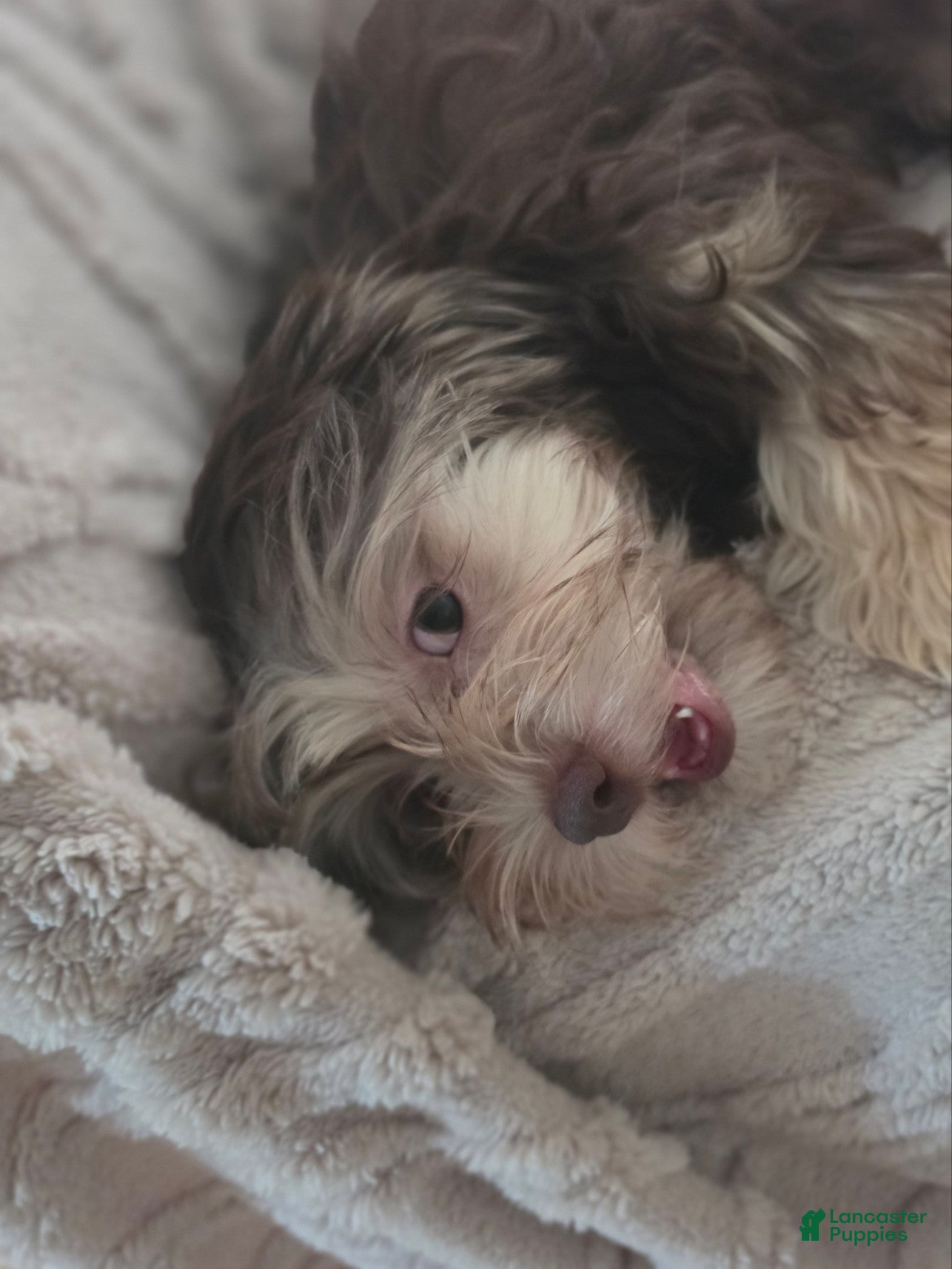 Shorkie dogs for sale: COWBOY  - Ad 2