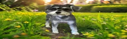 Schnoodle dogs for sale: Sherry  - Ad 6